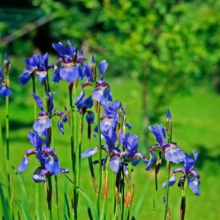 Comment cultiver des iris de Sibérie en extérieur