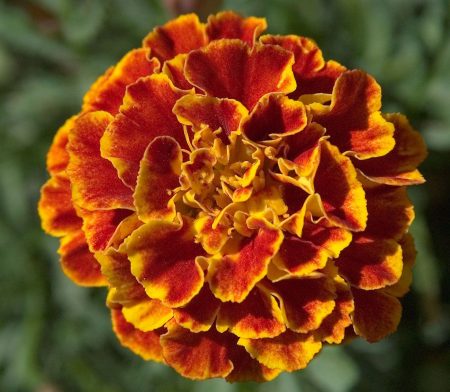 Quando piantare i semi di calendula