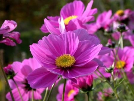 de magnifiques cosmos sur un terrain de chalet d'été
