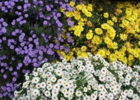 beautiful alpine asters