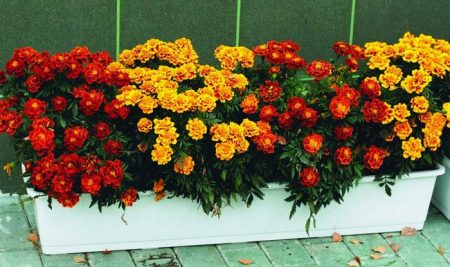 bellissime calendule alla dacia