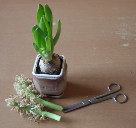 bulbe de jacinthe après la floraison