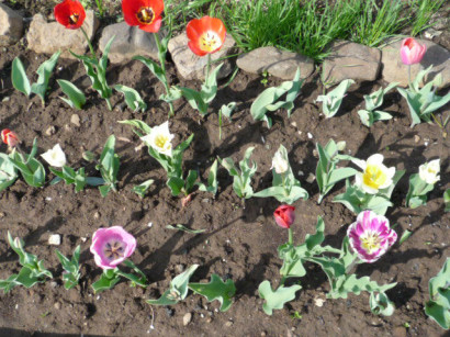 Faut-il déterrer les tulipes ?