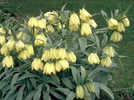 Imperial Fritillary: Φροντίδα στο ανοιχτό έδαφος