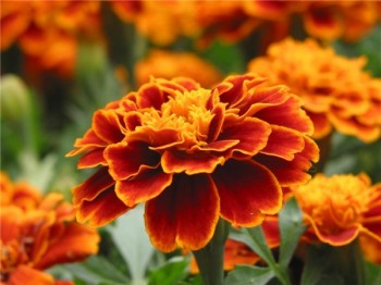 fiori di calendula alla dacia