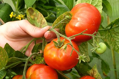 Tomatenkrankheiten und ihre Behandlung, Fotos