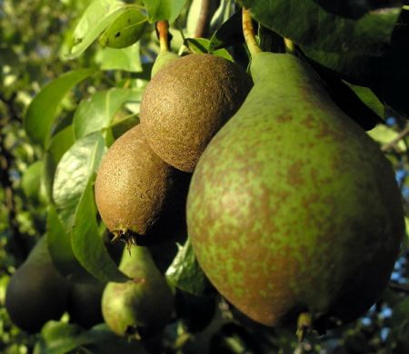malattie delle pere