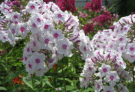 Staudenphlox: Anpflanzung und Pflege, Fotos
