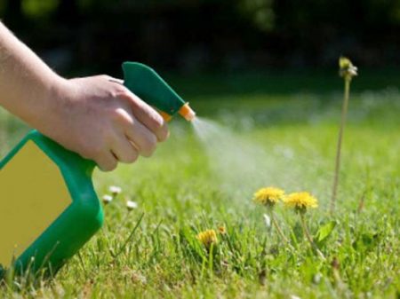 Herbizide zur Löwenzahnbekämpfung