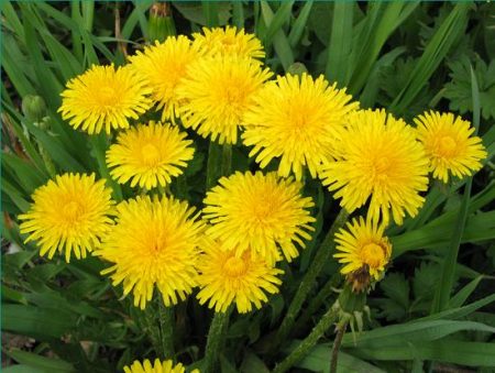 Wie man Löwenzahn im Garten bekämpft