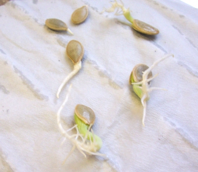 Come far germinare i semi