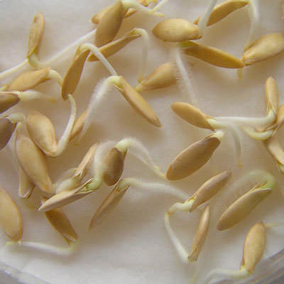 Come far germinare i semi di cetriolo prima di piantarli