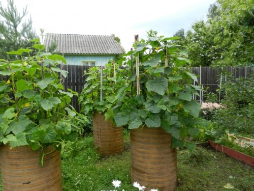 Concombres en baril, cultivés par Ganichkin