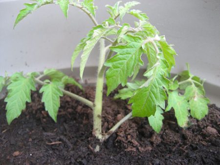 quando piantare le piantine di pomodoro