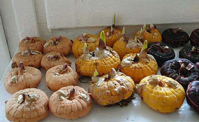 bulbes de glaïeuls en préparation pour la plantation
