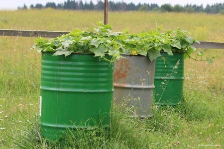 concombres en barils