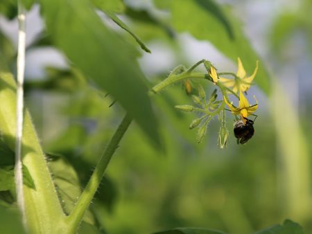 impollinazione del pomodoro