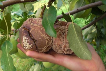 marciume della frutta