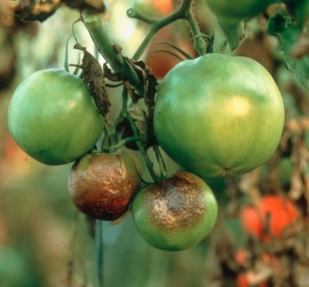 Tomatenkrankheiten