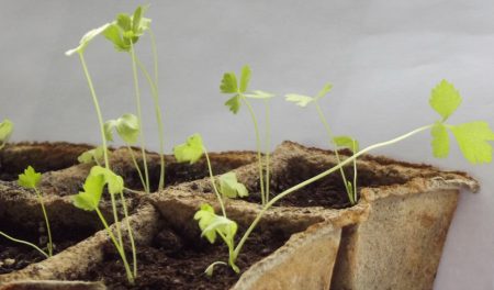 jeunes plants de céleri