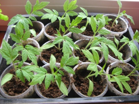 piantine di pomodoro