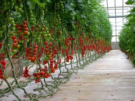 cura dei pomodori dopo la semina in serra