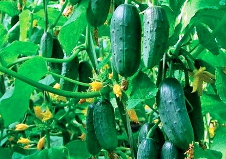 récolte de concombres