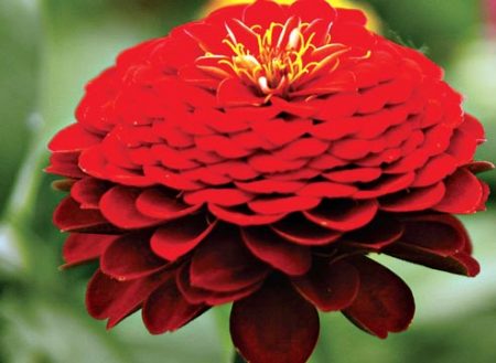 Tohumlardan zarif zinnia yetiştirme