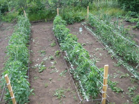 piantare piantine di pomodoro in piena terra