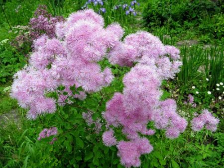 Thalictrum
