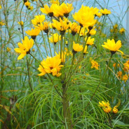 Weidenblättrige Sonnenblume