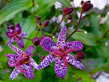 Triciptis Purple Beauty