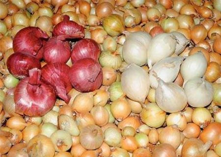 ¿En qué remojar las cebollas antes de plantarlas?