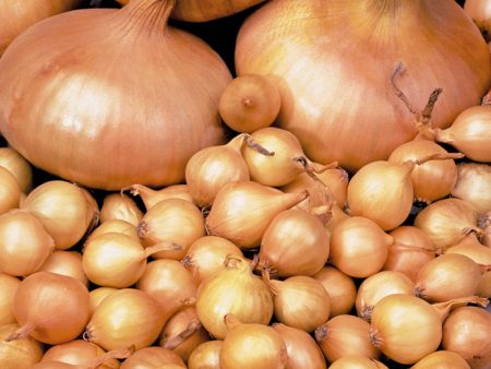Remojar las cebollas antes de plantarlas