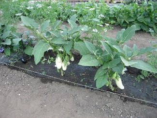 piantare zucchine in piena terra