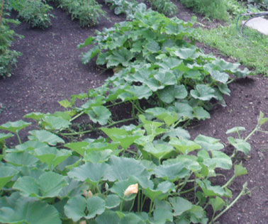 Come piantare le zucchine in piena terra