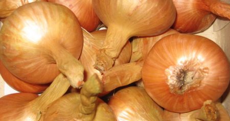 Cómo remojar los bulbos antes de plantarlos