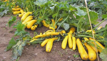 Come piantare le zucchine in piena terra
