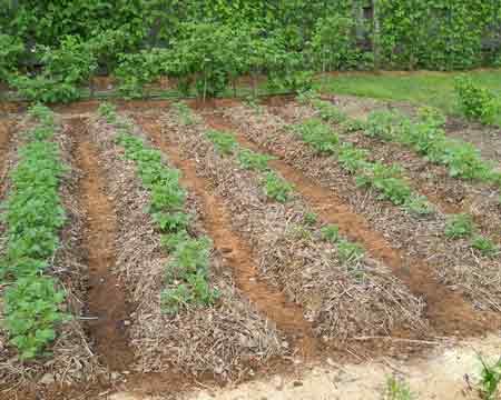 Cómo plantar patatas para una buena cosecha
