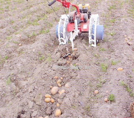 Cómo plantar patatas en un jardín