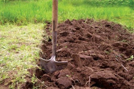 Cómo plantar patatas para una buena cosecha