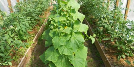 une serre pour les concombres et les tomates
