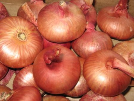 Preparando cebollas para la siembra