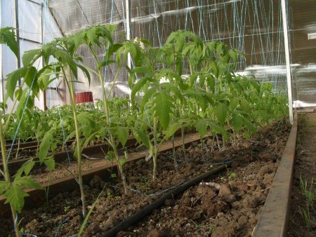 concimare i pomodori in una serra