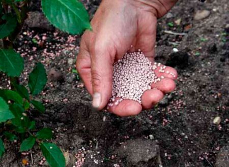 concimare i pomodori per una crescita attiva