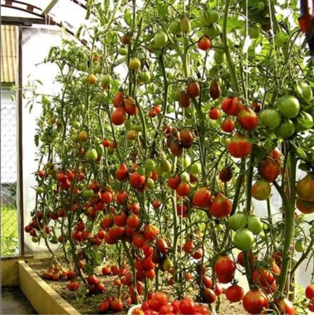 concimare i pomodori in una serra