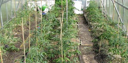 concimare i pomodori in due settimane