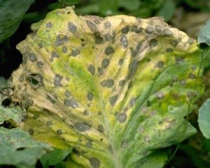 Alternaria