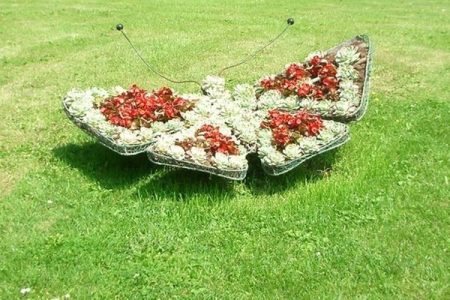 فراشة