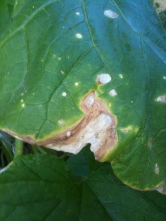 bacteriosis